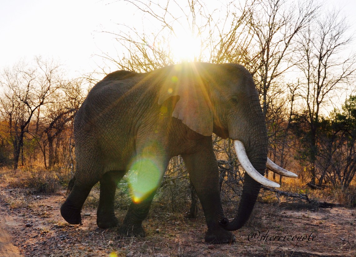 Harvey_SunshineEllie