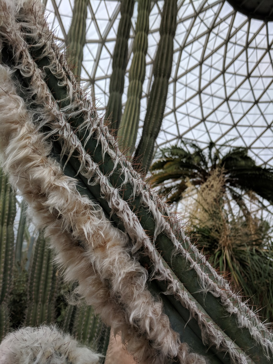 Furry cactus and ceiling