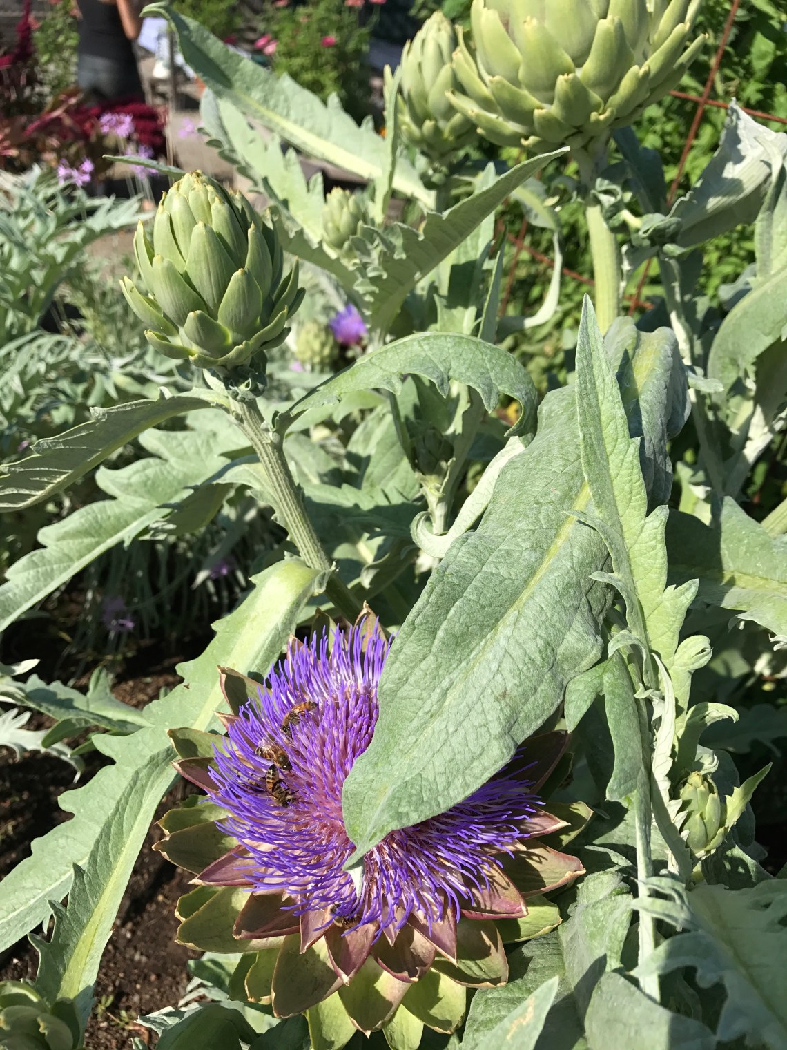 Home_Ground_L._Manzone_Artichoke