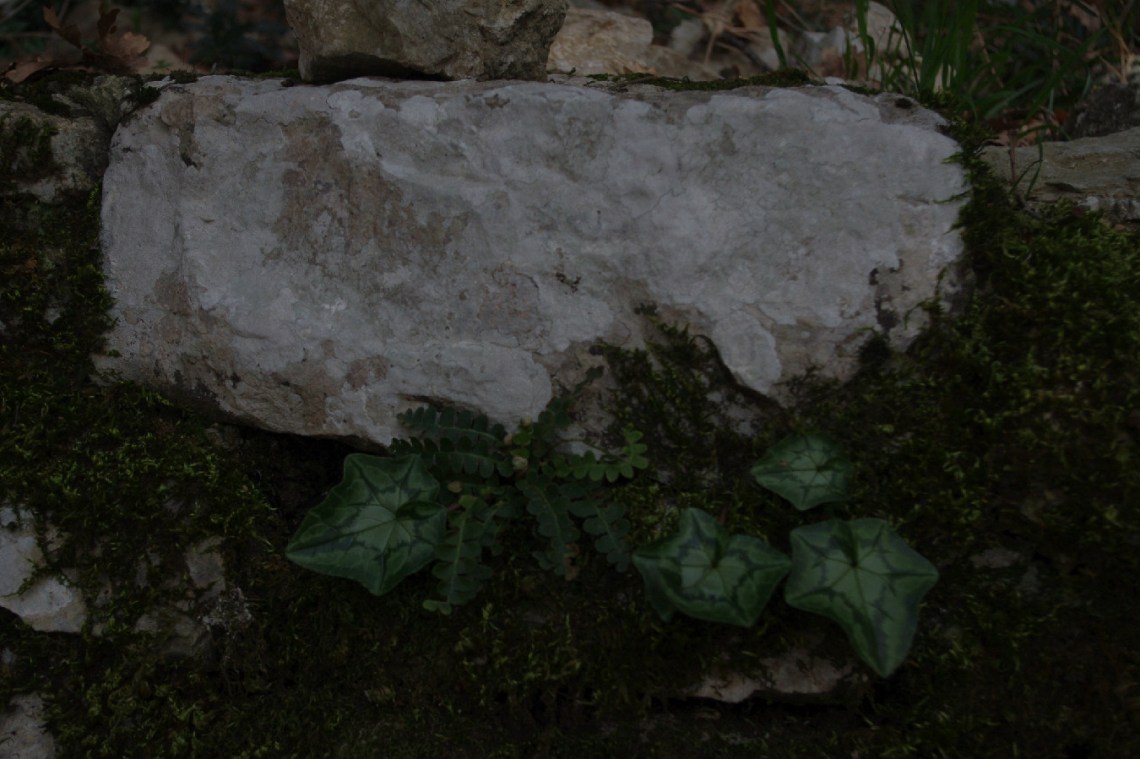 Eremo_stone_ivy_postcard