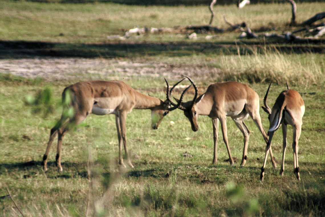 impala_bucks