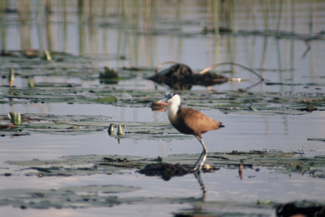 lesser_jacana