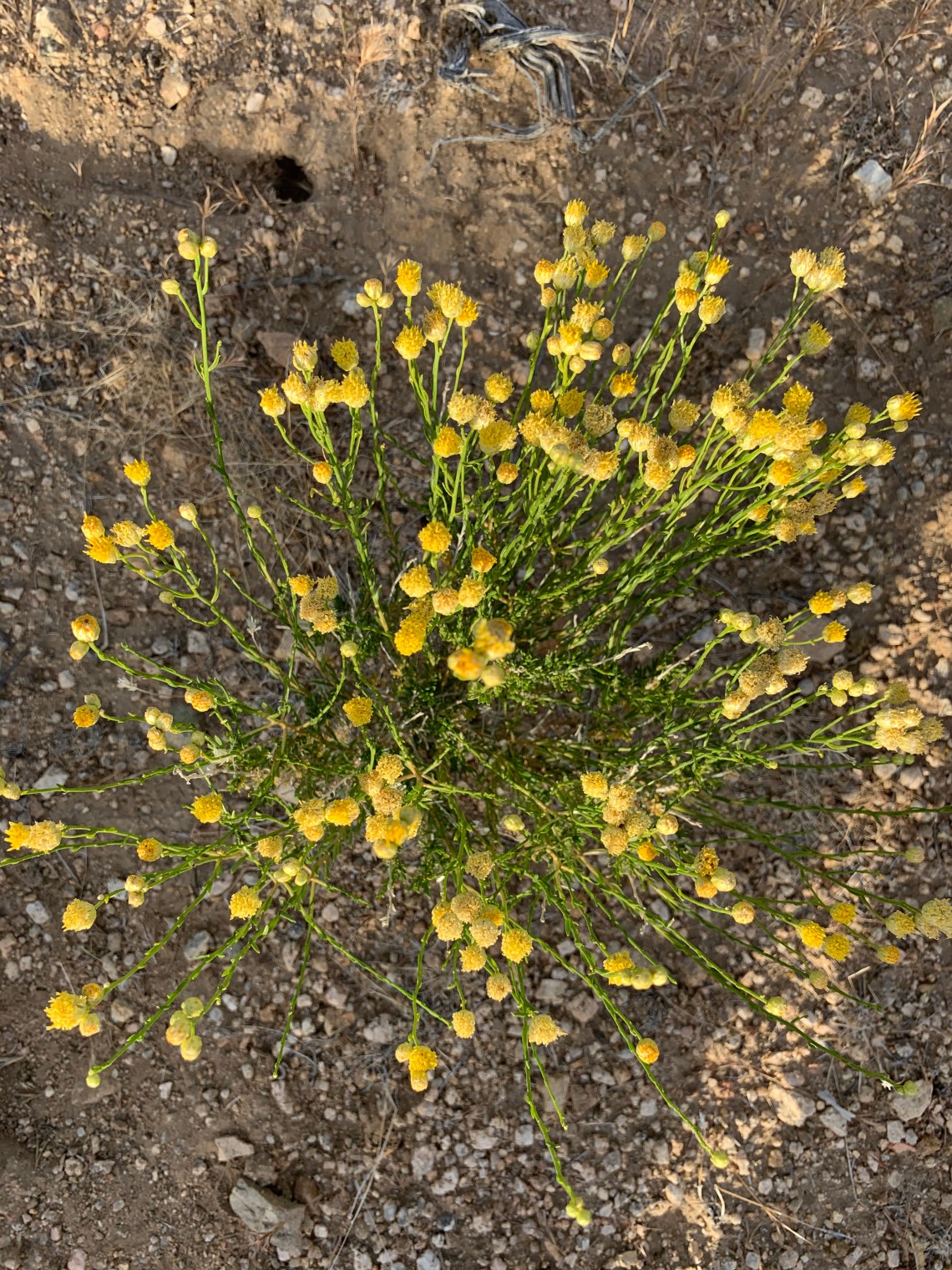 9C60E53C-E34A-48B9-A22C-E131FE132E09