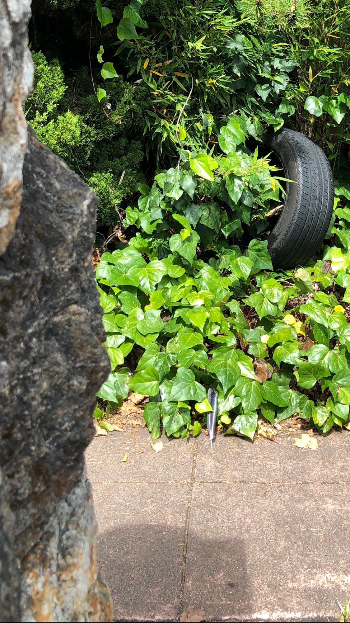 Bern_4_tire_rock_feather
