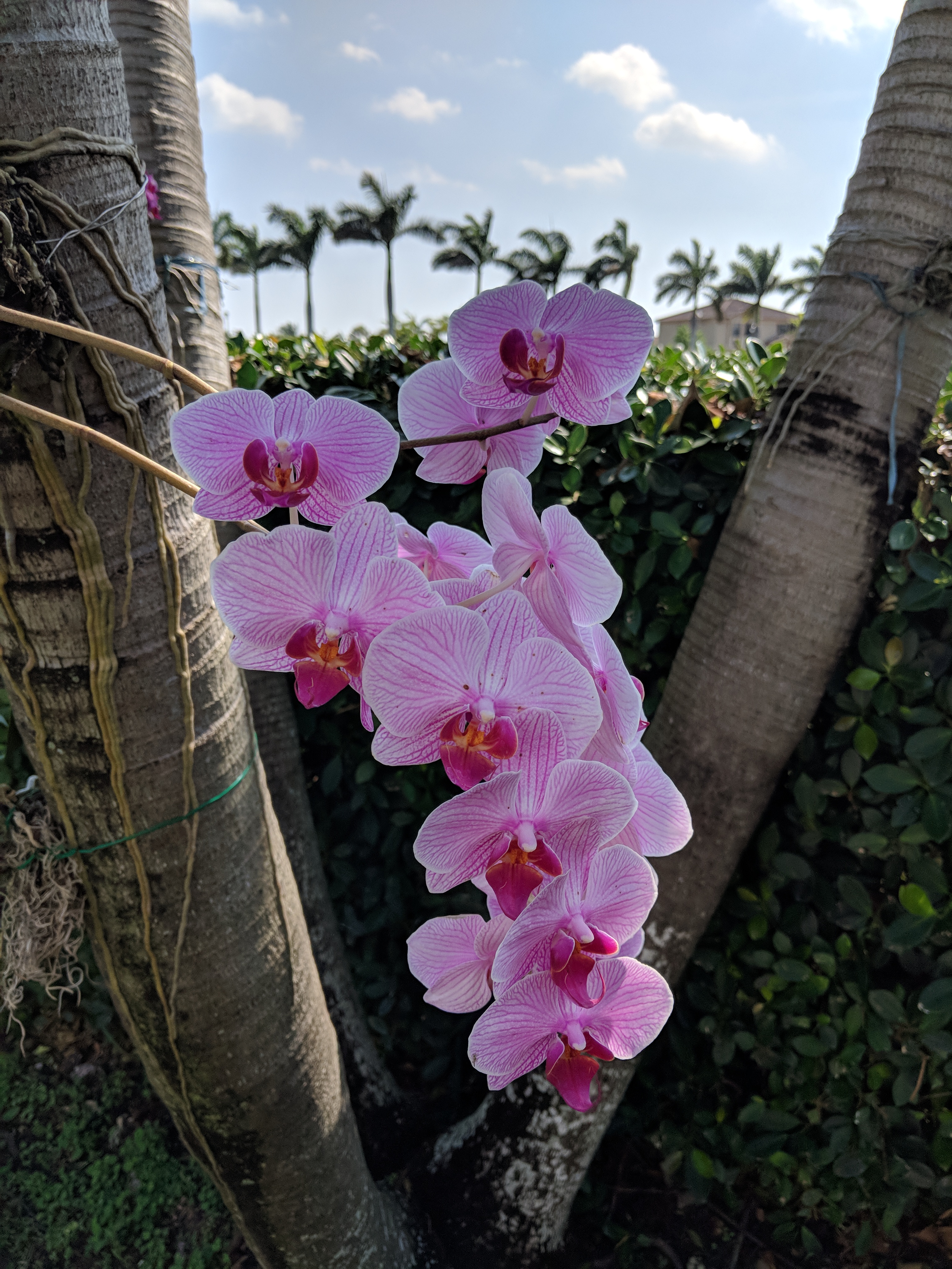 Maker:0x4c,Date:2017-11-26,Ver:4,Lens:Kan03,Act:Lar01,E-Y